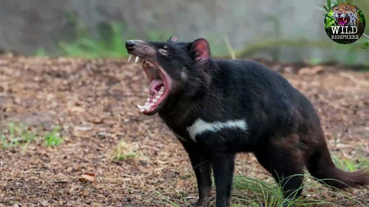 Tasmanian Devil: Unraveling Nature's Little Rebel ( DOCUMENTARY )