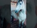 الخيول العربية البربرية  38
