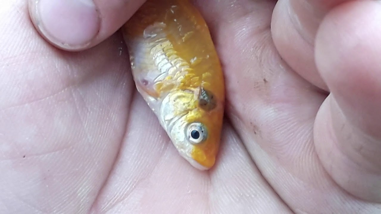 paraziti koi