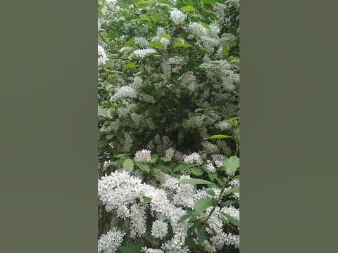 Квітне черемшина - YouTube