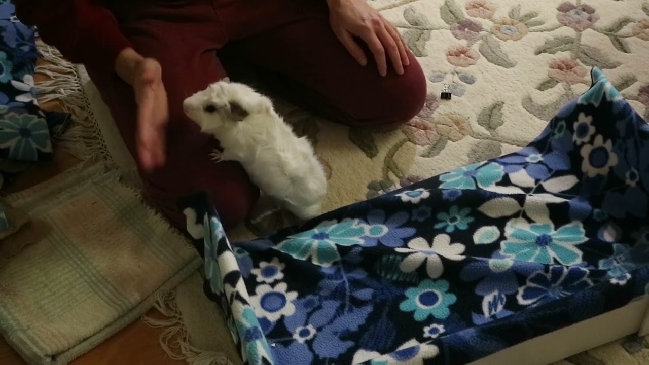 Mark the Guinea Pig Inspects Cage Cleaning