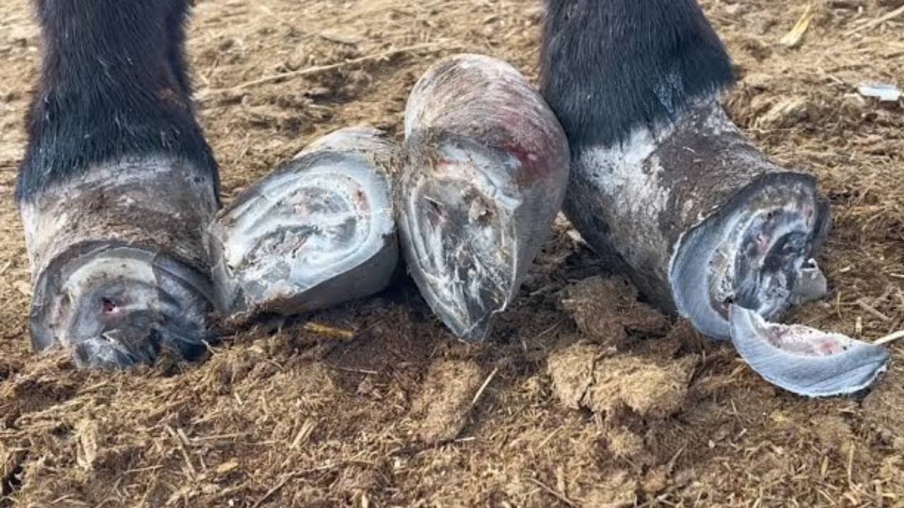A super stress-relieving compilation of donkey hoof trimming videos | ASMR