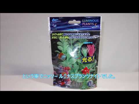 ニッソー　ルミナスプランツナイトを金魚水槽に投入 LUMINOUS PLANTS  NIGHT