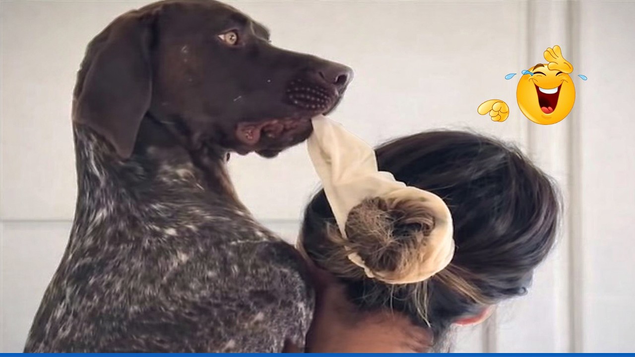 Super Funny Dog Video Clips  😹🐶 Funniest CAT AND DOG Videos That Will Make You Laugh Crazy 🤣