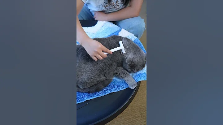 Video 11006881: pet british shorthair, cat dog brushes, review