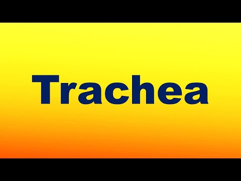 Video: Co znamená trachea v lékařských termínech?