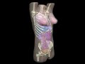 Design Video: Adult Female Torso Phantom