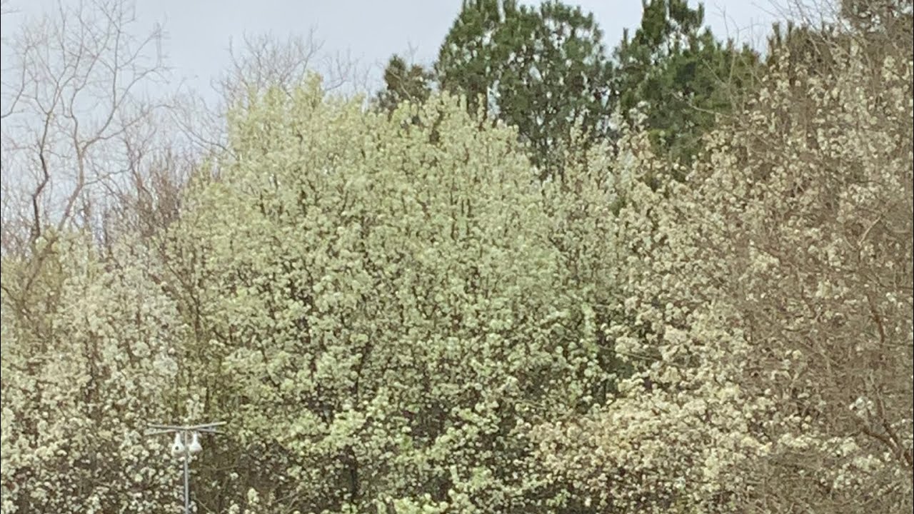 Semen trees: The Bane of Spring - YouTube