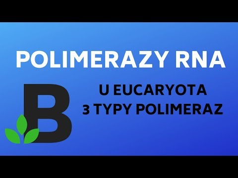 Wideo: Różnica Między Prokariotyczną I Eukariotyczną Polimerazą RNA