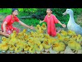 Mother with Daughter help baby duck and pick eggs - cooking duck eggs for food