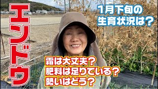 ＊ハーちゃん農園＊ mqdefault.jpg