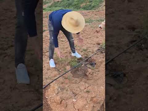 تعليمات ايوب لصاحب المزرعة و تقديم برنامج العناية بالشتلة في عامها الاول 