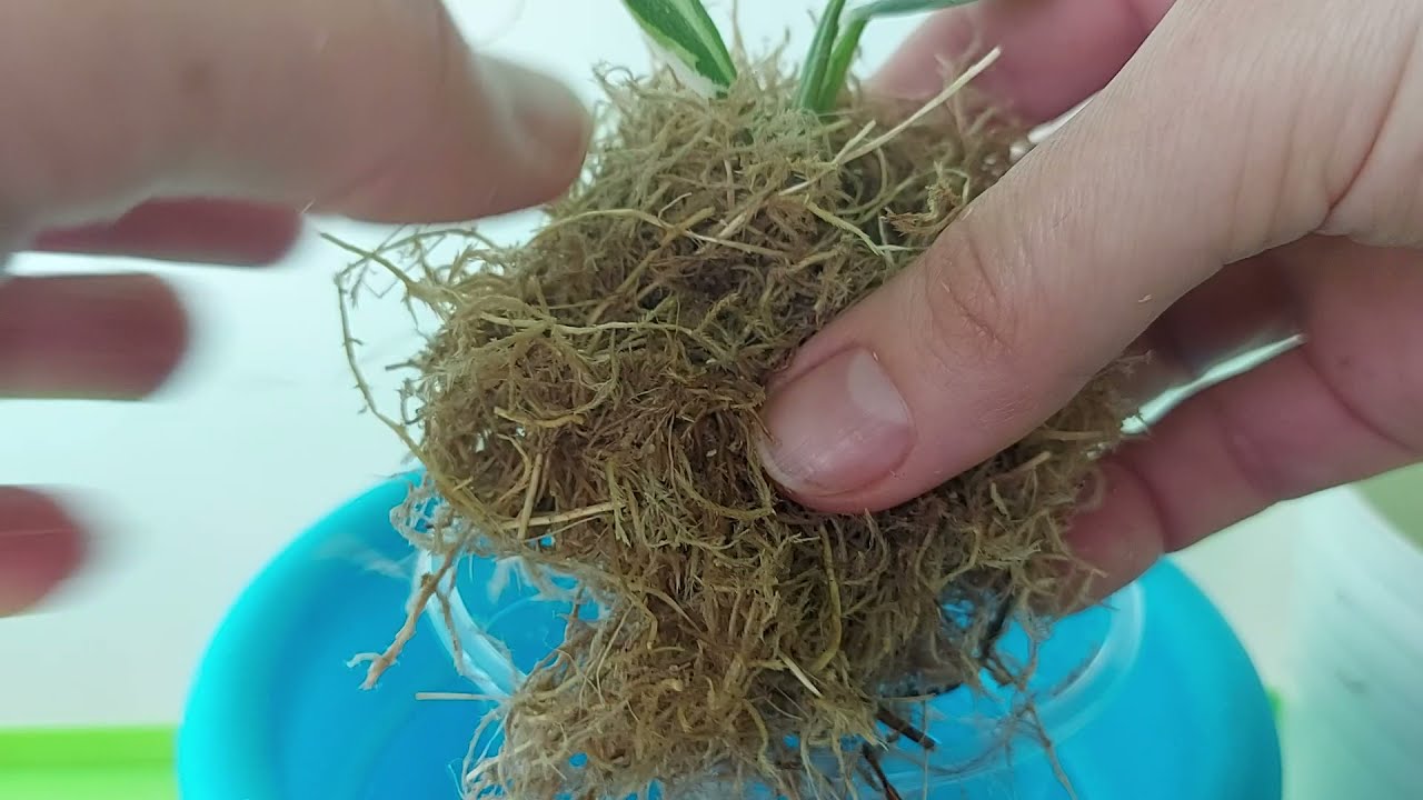 Размножение/Реанимация филодендронов