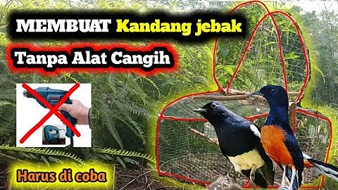 Membuat jebakan Atau trap burung TANPA ALAT CANGIH