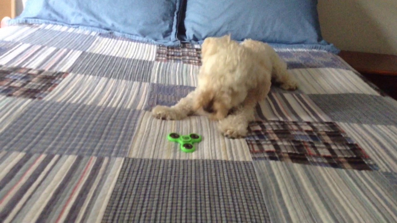 Dog vs fidget spinner video editing software free