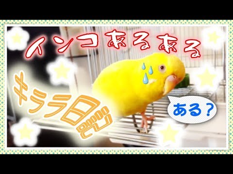 あるある かわいいセキセイインコ Youtube