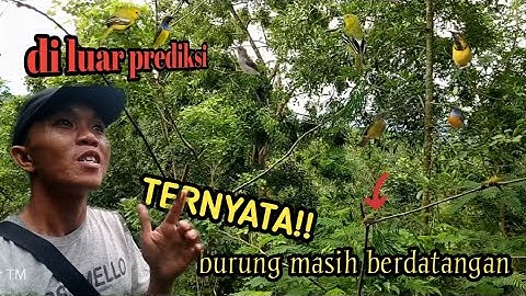 kirain bakalan zonk mikat burung disini, ternyata eh ternyata !!!