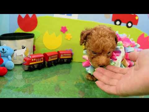 堺市のペットショップのティーカッププードルペットNo.201005の子犬動画サムネイル
