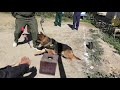 الكلاب البوليسية k9 .. ممارسة حية لكشف المتفجرات
