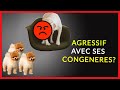 Chien agressif avec les autres chiens de la maison  3 solutions