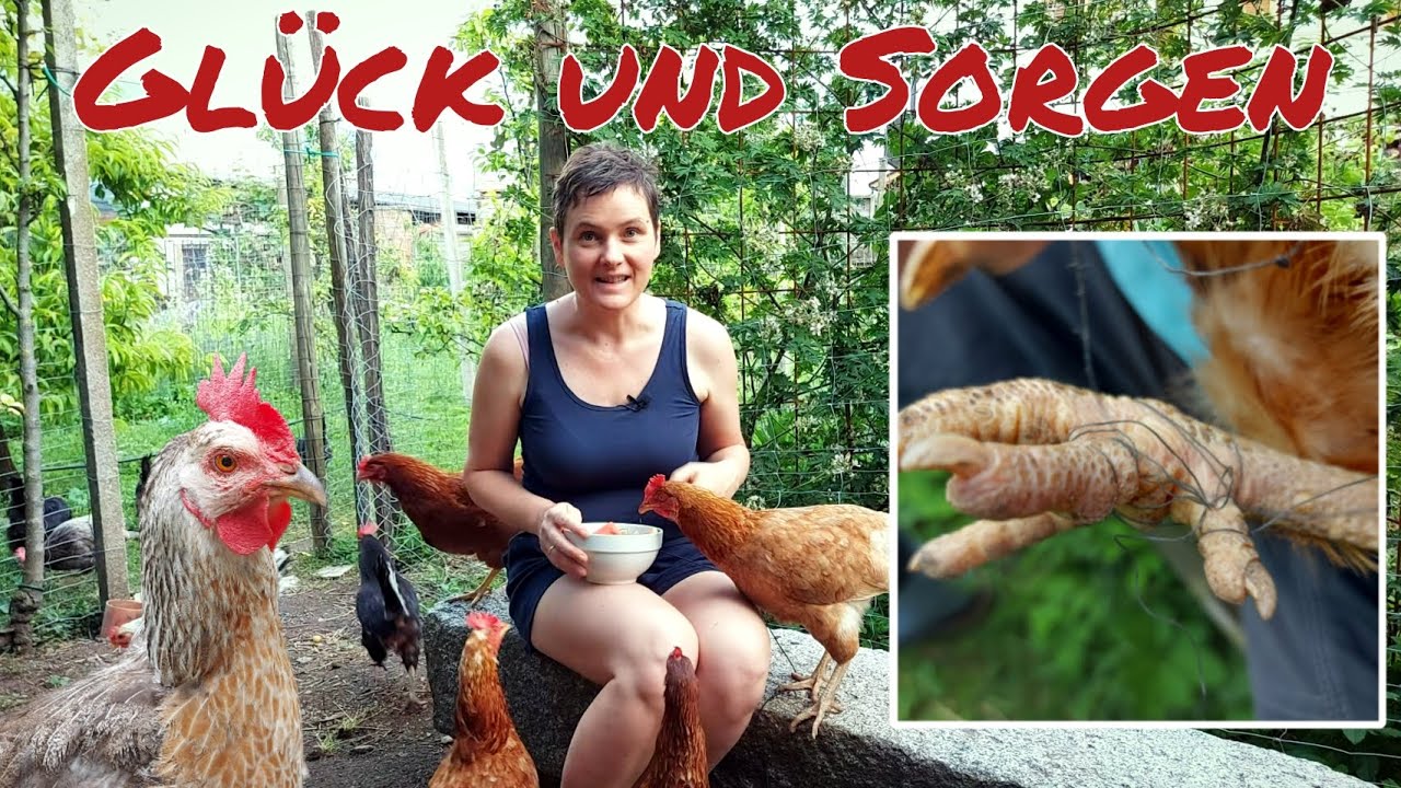 Hühner Update: Umgang mit kranken und verletzten Tieren | Namen aus euren Vorschlägen 🐔