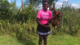 African Girl Slaughtering Chicken For Dinner