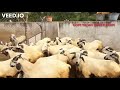 Most beautiful nellore jodipi sheeps  gopi yadav sheep farm