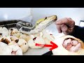 We cut open giant pythons eggs while maternally incubating mom watches