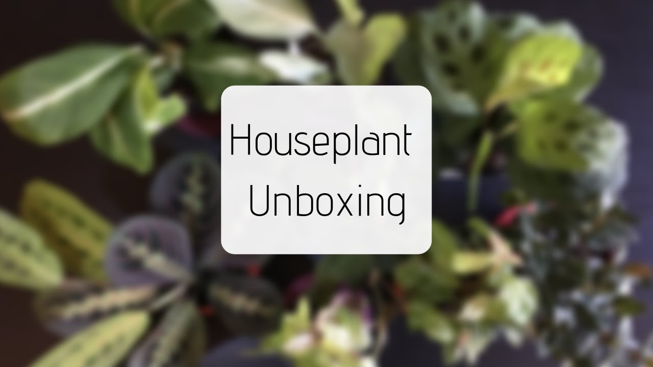 Houseplant Unboxing - Hirt's Gardens