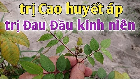 Bài thuốc trị đau đầu kinh niên, cao huyết áp, trị chàm, hắc lào. PHAN HẢI Channel.