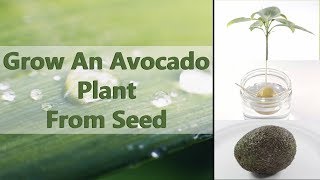 How To GROW An AVOCADO Tree From SEED ( EASY )
