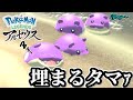 タマザラシは砂浜に埋まってしまってもｶﾜｲｲらしい【ごまちゃん切り抜き】【ポケモンLEGENDSアルセウス】