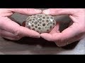 How to Hand Polish a Petoskey Stone