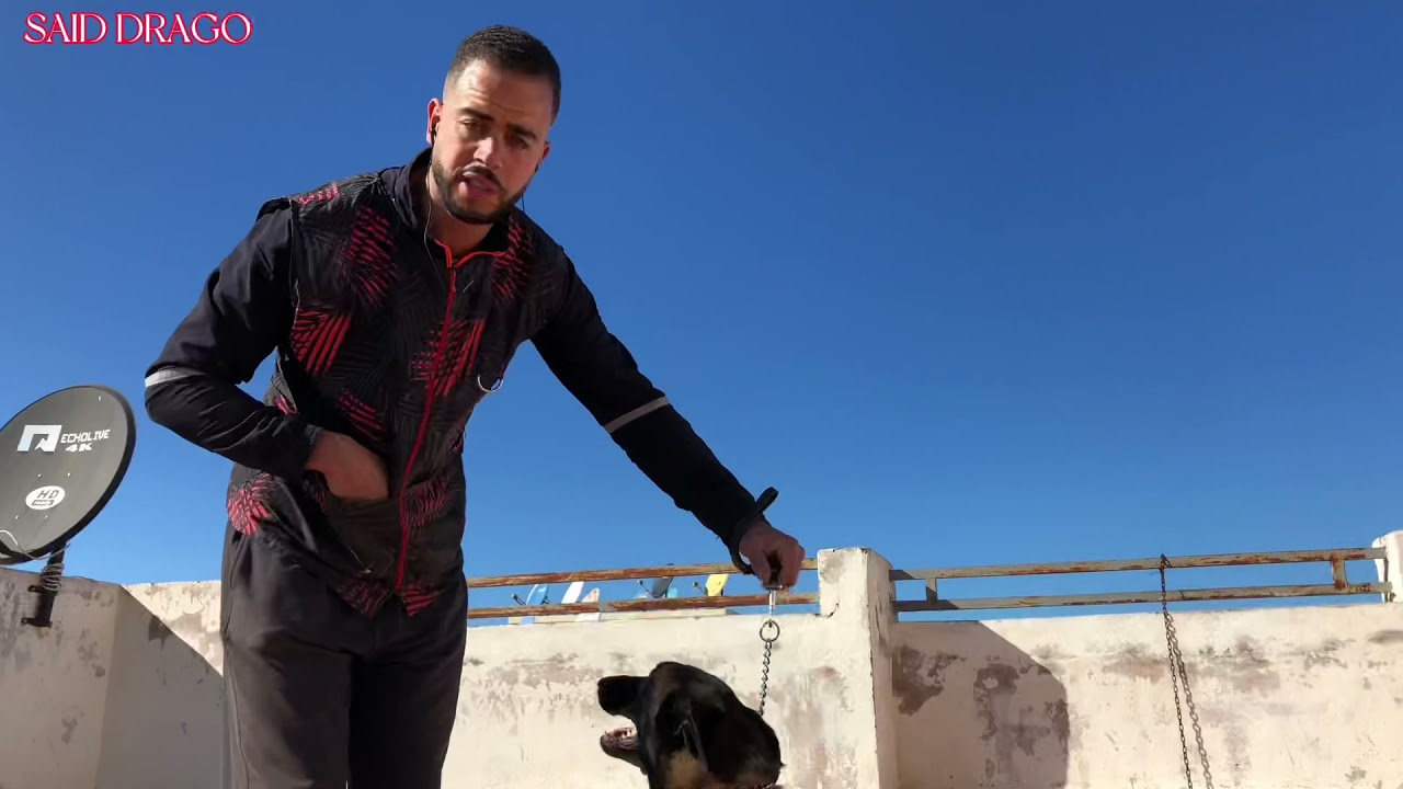 كيفية تدريب كلب المالينوا على الجلوس وعدم التحرك