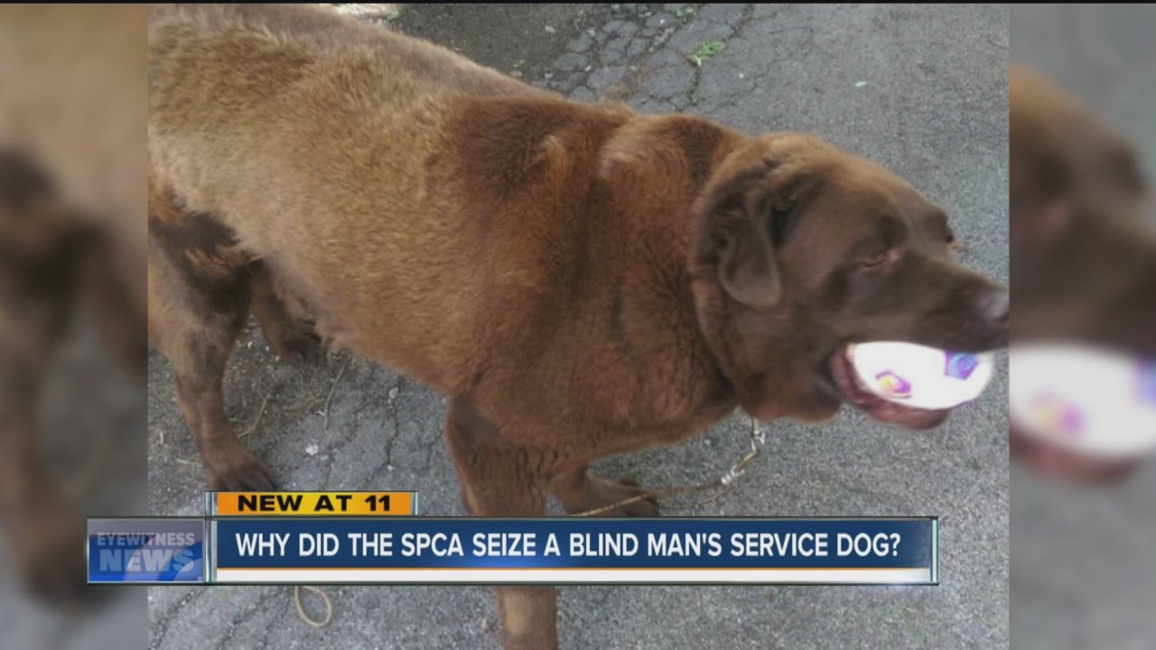 Why did the SPCA seize a blind man's service dog?