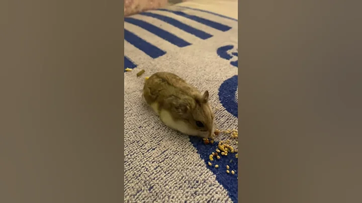 Cute Hamster  Eats Seeds// Playtime With Laverne t...