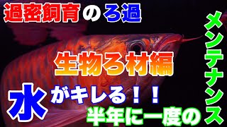 【ろ過】過密飼育でも水は綺麗に！メンテナンスは半年に一度を目安に！1年以上使ってお勧め出来る生物ろ材二選！熱帯魚アクアリウム