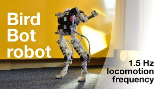 BirdBot at 1.5Hz locomotion frequency, high speed recording