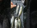 Şamandıralı İstavrit Avı !! Boylar Eşşek İstavriti ..... 🐟