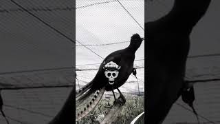 #oiseaux #viralshorts #edit