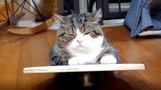 ぐらぐらなねこ。-Wonky Maru.- ぐらぐらなねこ。-Wonky Maru.-