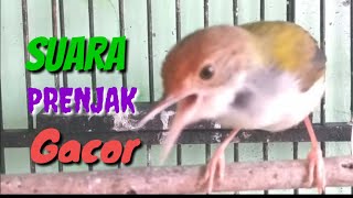 Suara PRENJAK Gacor Ampuh Buat Pancingan dan Pikat @ TOMAN. net
