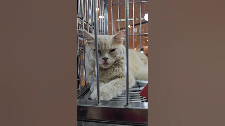 Watch the video about British Long Hair #bsh #bshcat #kucing #cat #catlovers