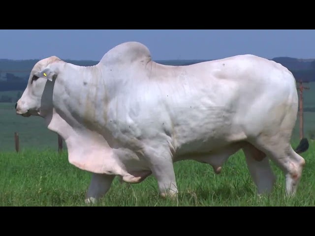 Lote 11   Leilão Virtual Liquidação Kanaxue Chateaubriand Reprodutores e Garrotes