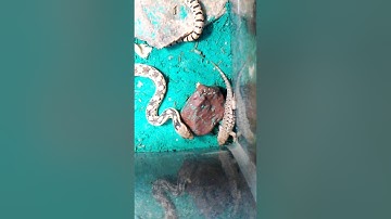 Gopher snake eating blue belly