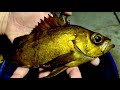 今が旬の「黄金の魚」を釣って、絶品フルコースを作るよ!