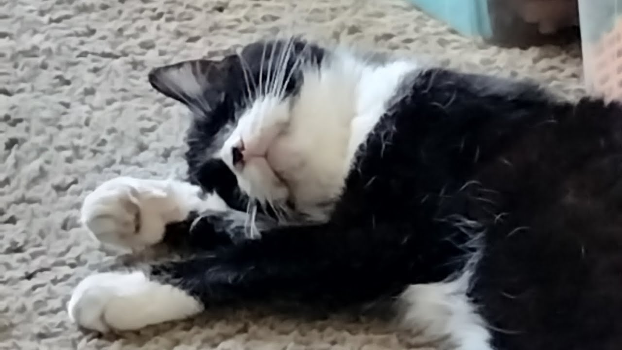 WIP Wednesday, new to me yarn, and a new book! 📖🧶