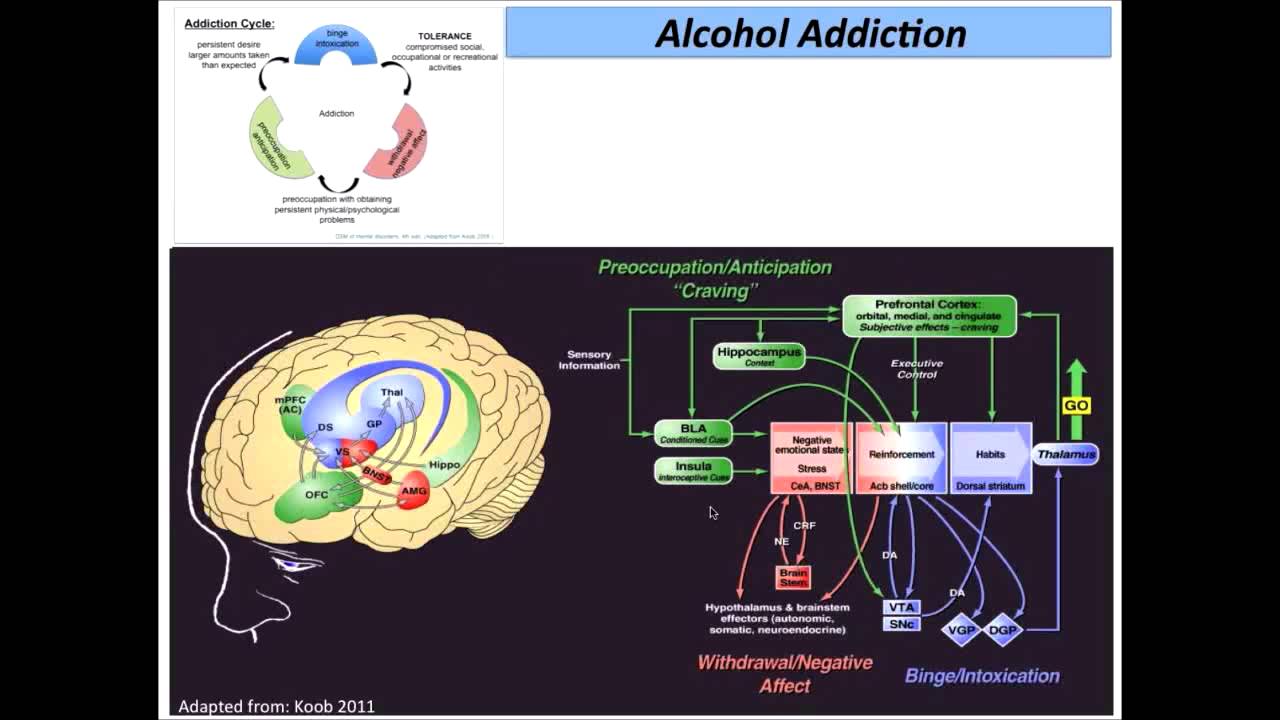 Alcohol Tolerance Marking the link from Molecular to Behavioral YouTube