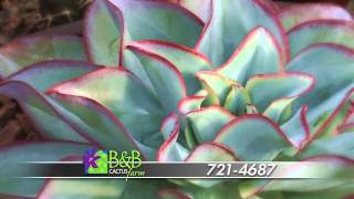 B&B Cactus - Incredible Selection
