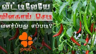 வீட்டில் மிளகாய் செடி வளர்ப்பது எப்படி | How To Grow Chilli at Home | Veettu Thottam Maadi Thottam